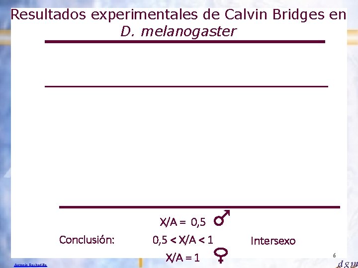Resultados experimentales de Calvin Bridges en D. melanogaster Conclusión: Antonio Barbadilla X/A = 0,