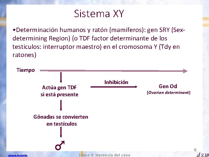 Sistema XY • Determinación humanos y ratón (mamíferos): gen SRY (Sexdetermining Region) (o TDF