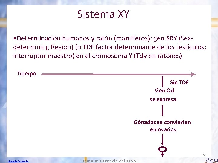 Sistema XY • Determinación humanos y ratón (mamíferos): gen SRY (Sexdetermining Region) (o TDF