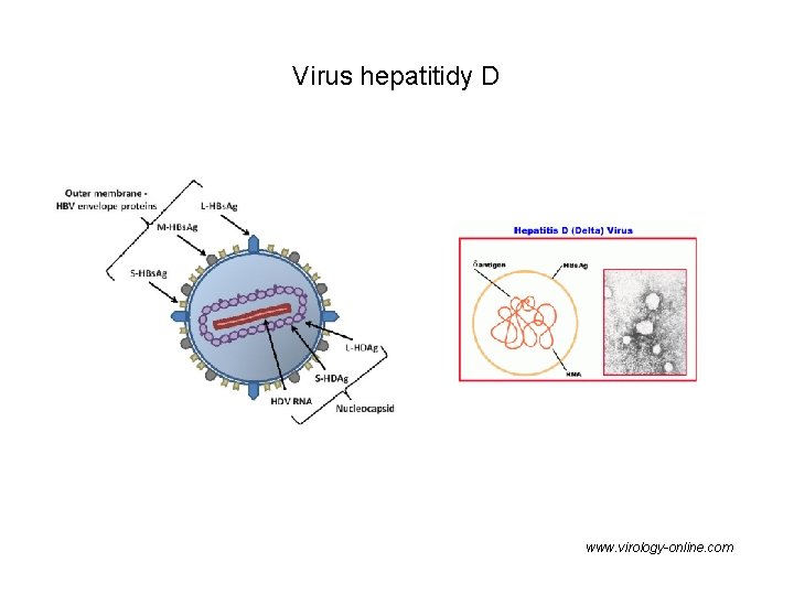 Virus hepatitidy D www. virology-online. com 