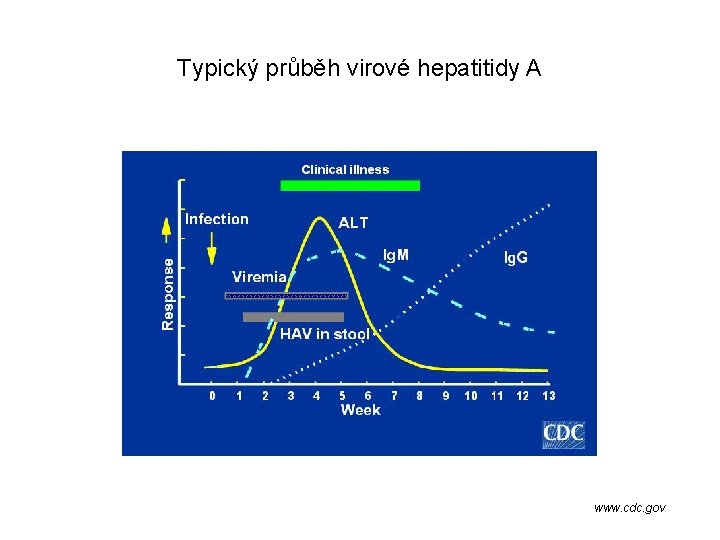 Typický průběh virové hepatitidy A www. cdc. gov 
