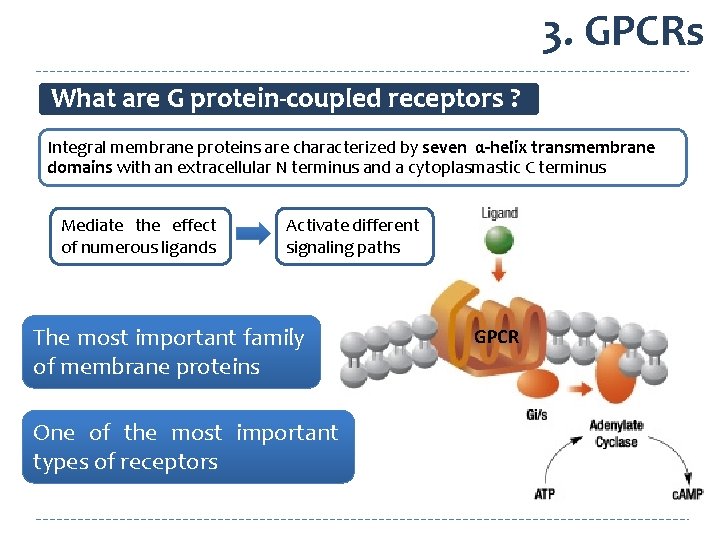 3. GPCRs What are G protein-coupled receptors ? Integral membrane proteins are characterized by