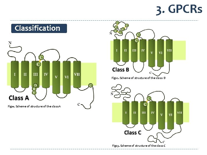 3. GPCRs Classification Fig 12. Scheme of structure of the class B Fig 11.