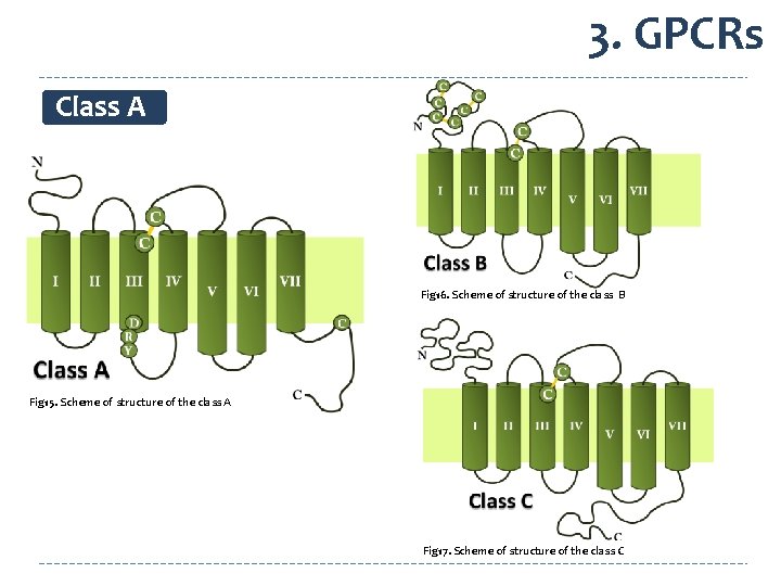 3. GPCRs Class A Fig 16. Scheme of structure of the class B Fig