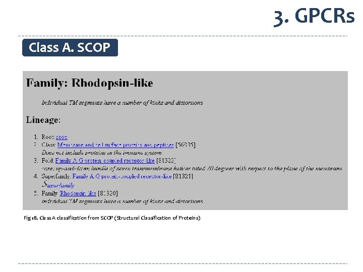 3. GPCRs Class A. SCOP Fig 18. Class A classification from SCOP (Structural Classification