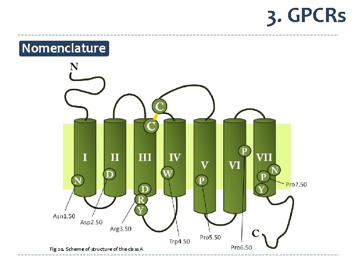 3. GPCRs Nomenclature Fig 20. Scheme of structure of the class A 