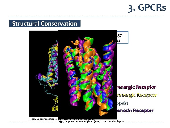 3. GPCRs Structural Conservation SCORE 5. 57 RMSD 1. 92 β 1 -Adrenergic Receptor