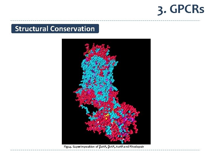 3. GPCRs Structural Conservation Fig 24. Superimposition of β 2 AR, β 1 AR,