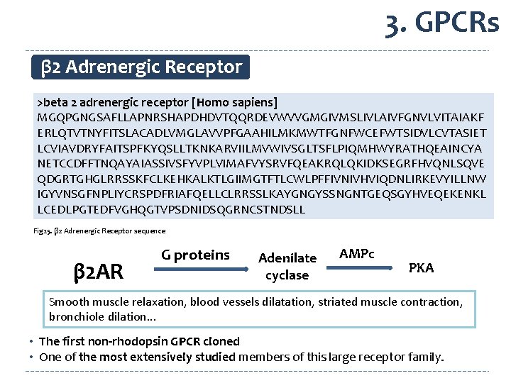 3. GPCRs β 2 Adrenergic Receptor >beta 2 adrenergic receptor [Homo sapiens] MGQPGNGSAFLLAPNRSHAPDHDVTQQRDEVWVVGMGIVMSLIVLAIVFGNVLVITAIAKF ERLQTVTNYFITSLACADLVMGLAVVPFGAAHILMKMWTFGNFWCEFWTSIDVLCVTASIET