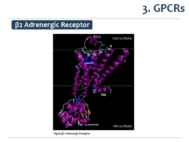 3. GPCRs β 2 Adrenergic Receptor ECL 2 Extracellular II VI IV VII I
