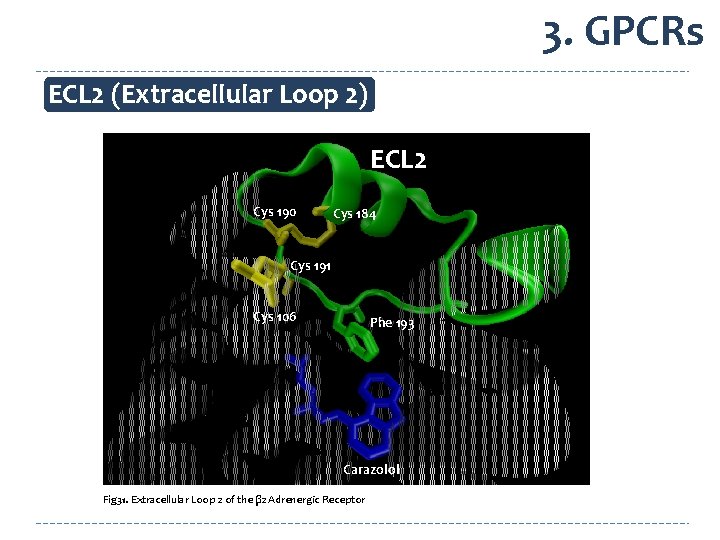 3. GPCRs ECL 2 (Extracellular Loop 2) ECL 2 Cys 190 Cys 184 Cys