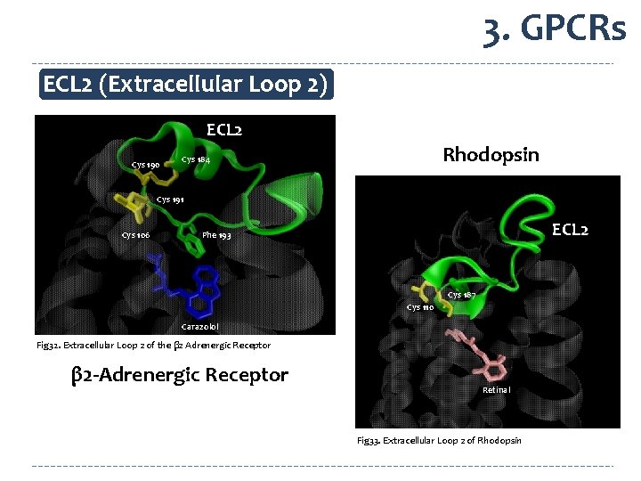 3. GPCRs ECL 2 (Extracellular Loop 2) ECL 2 Cys 190 Rhodopsin Cys 184