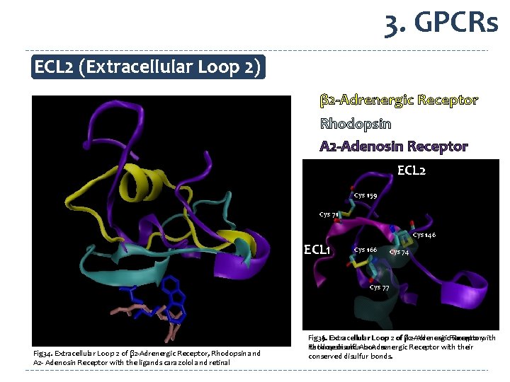 3. GPCRs ECL 2 (Extracellular Loop 2) β 2 -Adrenergic Receptor Rhodopsin A 2