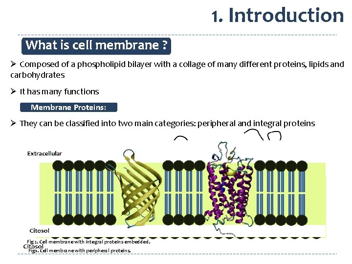 1. Introduction What is cell membrane ? Ø Composed of a phospholipid bilayer with