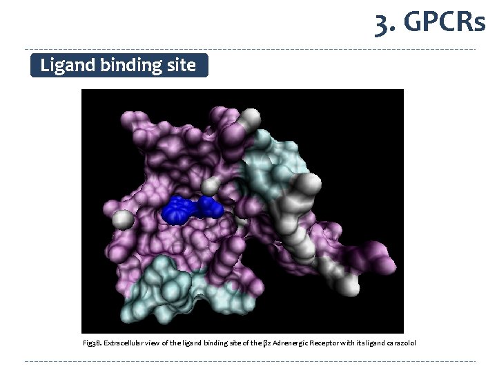 3. GPCRs Ligand binding site Fig 38. Extracellular view of the ligand binding site