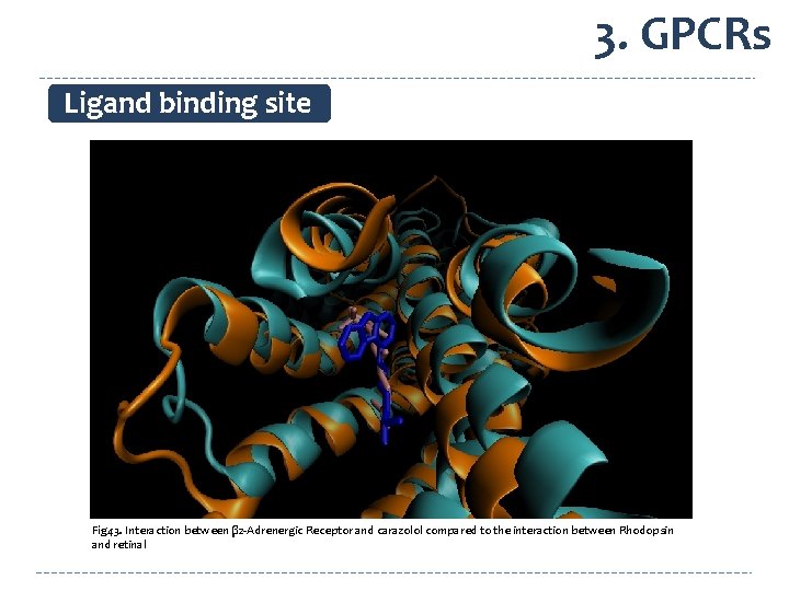 3. GPCRs Ligand binding site Fig 43. Interaction between β 2 -Adrenergic Receptor and