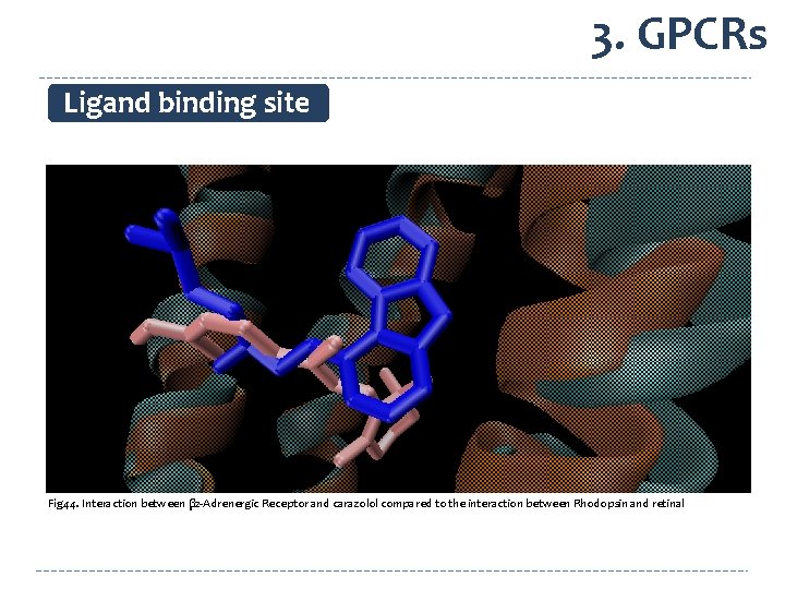 3. GPCRs Ligand binding site Fig 44. Interaction between β 2 -Adrenergic Receptor and