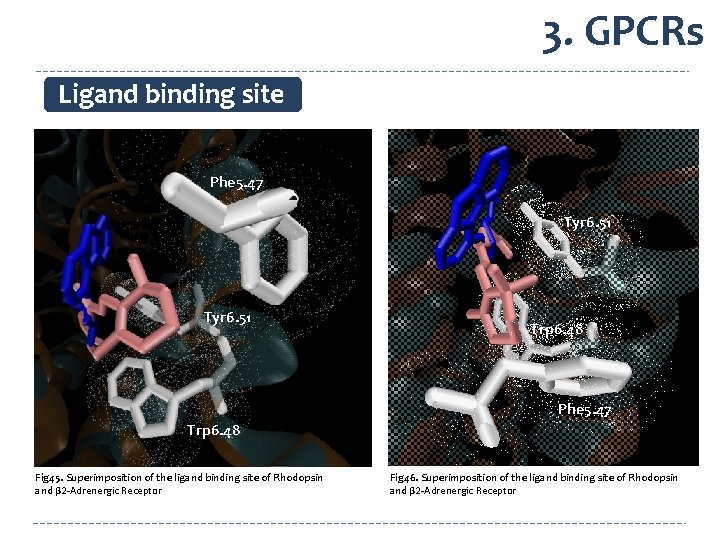 3. GPCRs Ligand binding site Phe 5. 47 Tyr 6. 51 Trp 6. 48