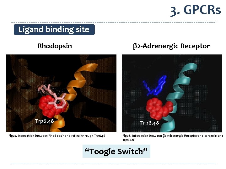 3. GPCRs Ligand binding site Rhodopsin β 2 -Adrenergic Receptor Trp 6. 48 Fig