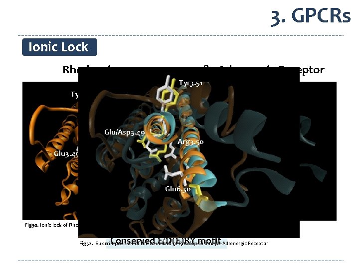 3. GPCRs Ionic Lock Rhodopsin β 2 -Adrenergic Receptor Tyr 3. 51 Asp 3.