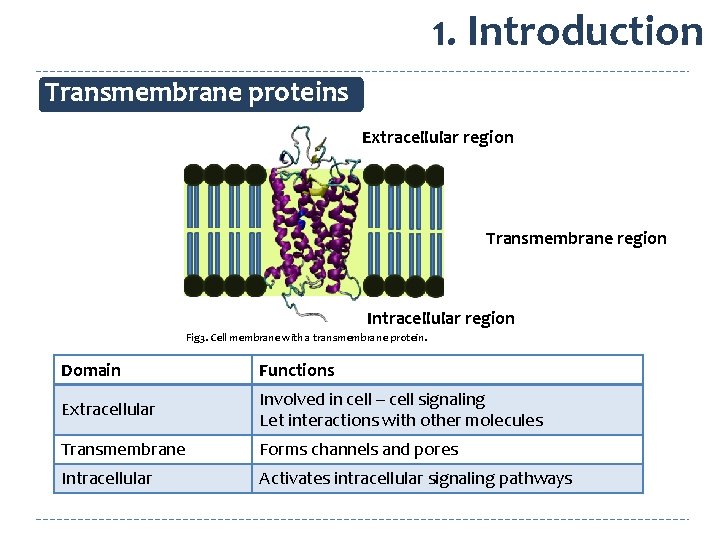 1. Introduction Transmembrane proteins Extracellular region Transmembrane region Intracellular region Fig 3. Cell membrane