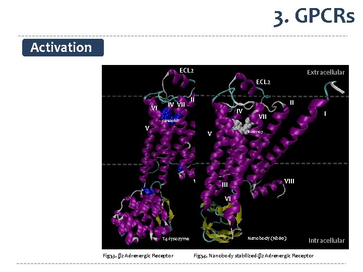 3. GPCRs Activation ECL 2 Extracellular II VI IV VII Extracellular ECL 2 III