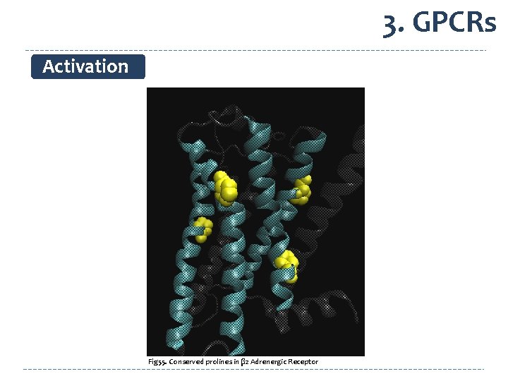 3. GPCRs Activation Fig 55. Conserved prolines in β 2 Adrenergic Receptor 