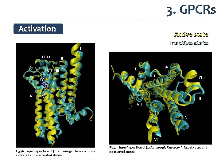 3. GPCRs Activation Active state Inactive state I ECL 2 II VII IV I