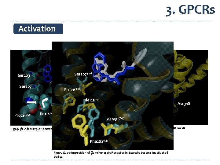 3. GPCRs Activation Ser 2075. 46 Ser 203 Ser 207 BI-167107 carazolol Ser 203