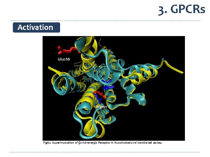 3. GPCRs Activation Glu 268 Arg 131 Fig 67. Superimposition of β 2 Adrenergic