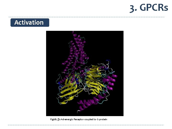 3. GPCRs Activation Glu 268 Arg 131 Fig 68. β 2 Adrenergic Receptor coupled