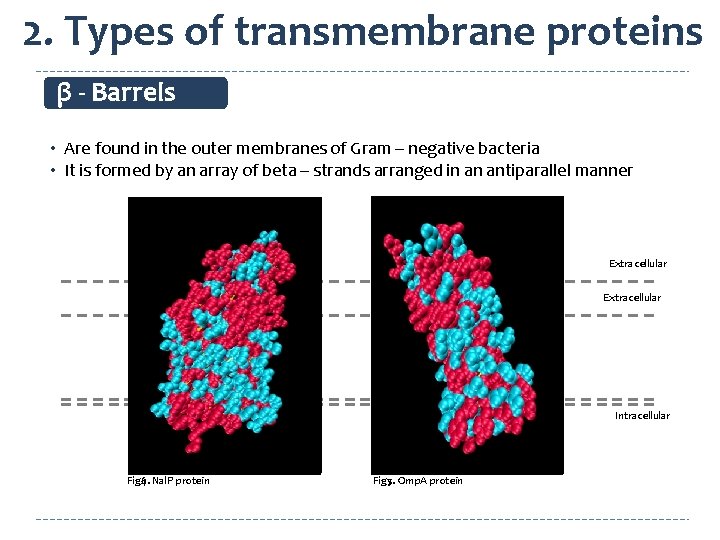 2. Types of transmembrane proteins β - Barrels • Are found in the outer