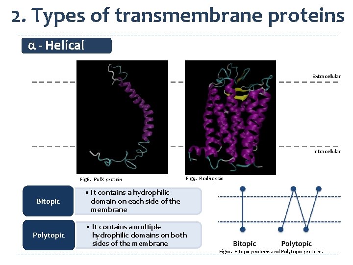 2. Types of transmembrane proteins α - Helical Extracellular Intracellular Fig 8. Puf. X