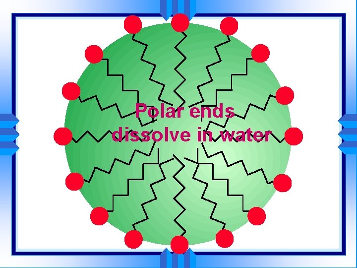 Polar ends dissolve in water 