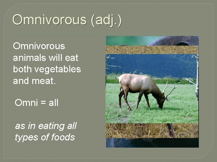 Omnivorous (adj. ) Omnivorous animals will eat both vegetables and meat. Omni = all