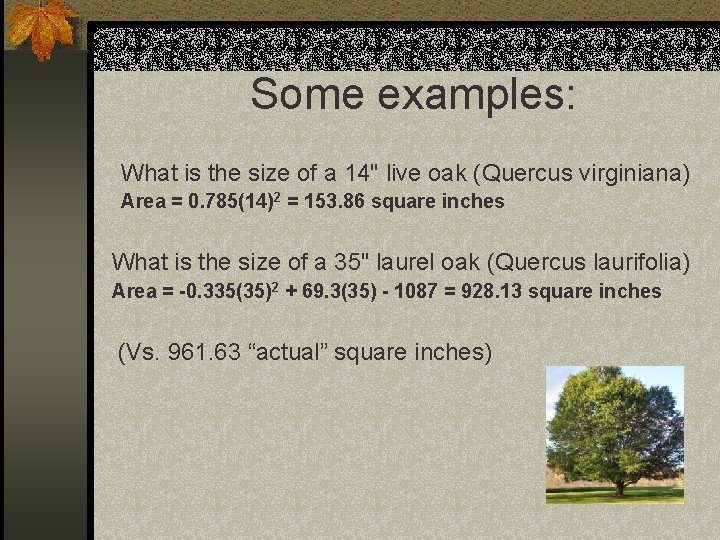 Some examples: What is the size of a 14" live oak (Quercus virginiana) Area