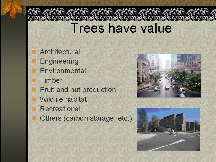 Trees have value n Architectural n Engineering n Environmental n Timber n Fruit and