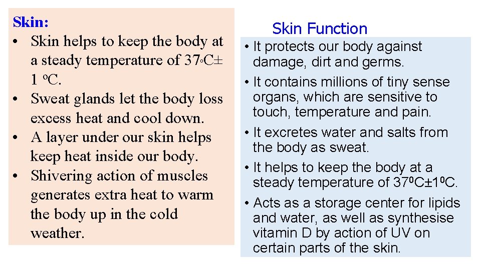 Skin: • Skin helps to keep the body at a steady temperature of 37 Skin: • Skin helps to keep the body at a steady temperature of 37