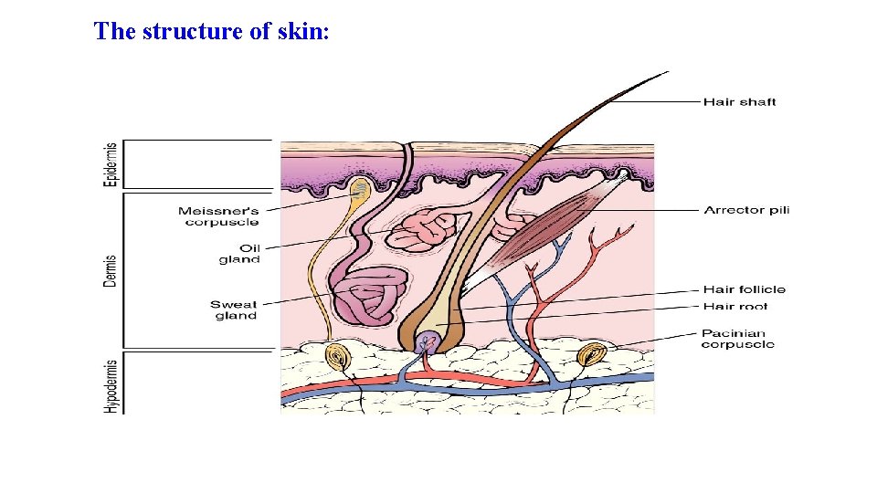 The structure of skin: The structure of skin: