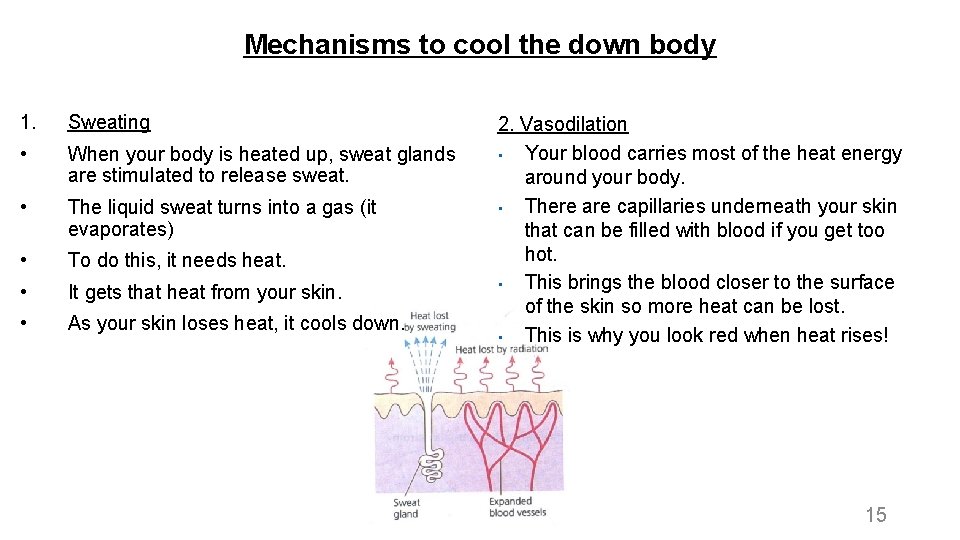 Mechanisms to cool the down body 1. Sweating • When your body is heated Mechanisms to cool the down body 1. Sweating • When your body is heated