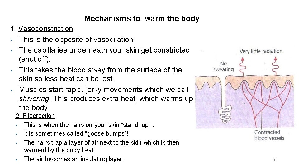 Mechanisms to warm the body 1. • • Vasoconstriction This is the opposite of Mechanisms to warm the body 1. • • Vasoconstriction This is the opposite of
