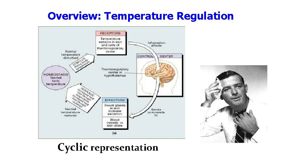 Overview: Temperature Regulation Cyclic representation Overview: Temperature Regulation Cyclic representation
