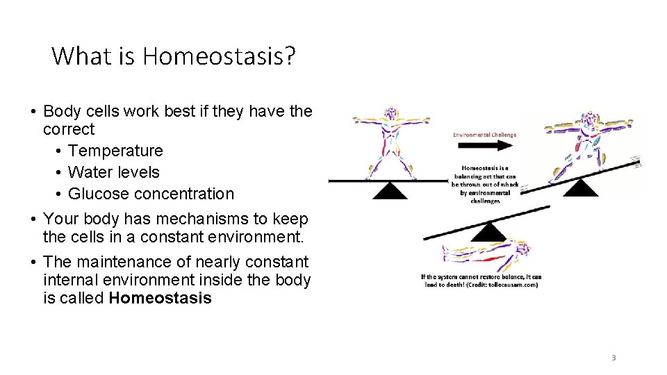 What is Homeostasis? • Body cells work best if they have the correct • What is Homeostasis? • Body cells work best if they have the correct •