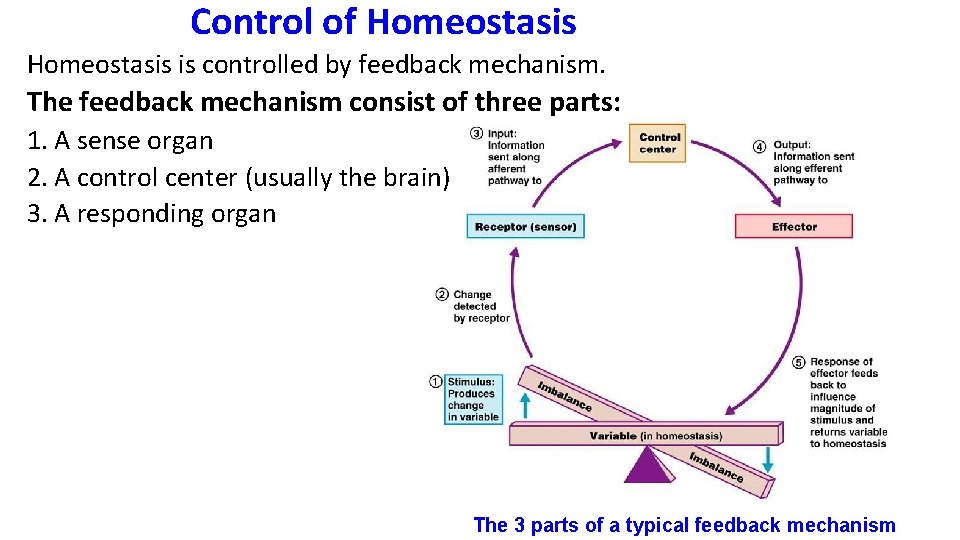 Control of Homeostasis is controlled by feedback mechanism. The feedback mechanism consist of three Control of Homeostasis is controlled by feedback mechanism. The feedback mechanism consist of three