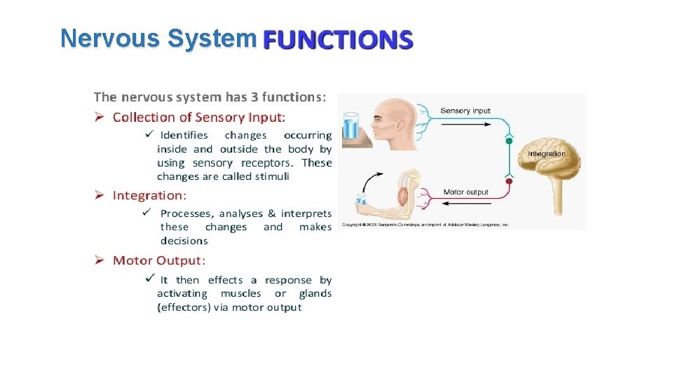 Nervous System Nervous System