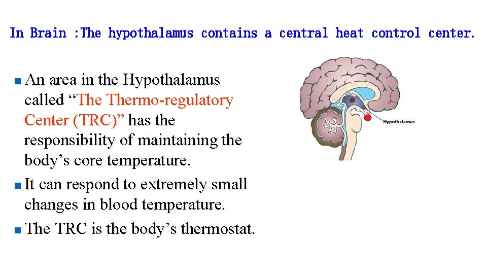 In Brain : The hypothalamus contains a central heat control center. An area in In Brain : The hypothalamus contains a central heat control center. An area in