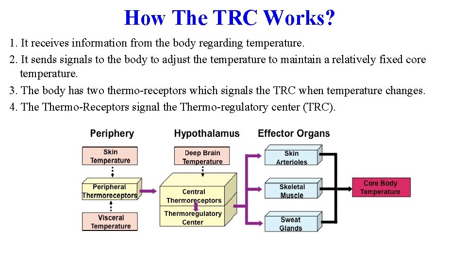 How The TRC Works? 1. It receives information from the body regarding temperature. 2. How The TRC Works? 1. It receives information from the body regarding temperature. 2.