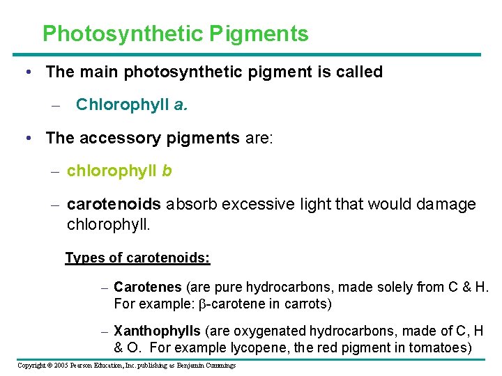 Photosynthetic Pigments • The main photosynthetic pigment is called – Chlorophyll a. • The
