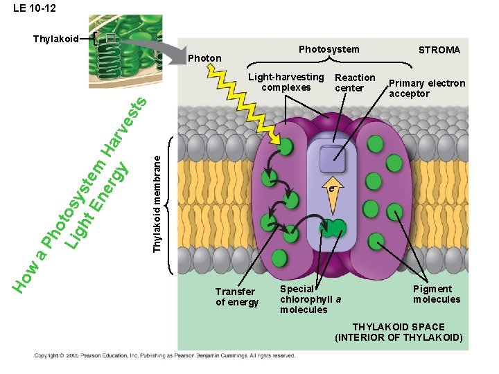 LE 10 -12 Thylakoid Photosystem Photon Reaction center Primary electron acceptor Thylakoid membrane e–