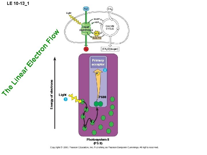 LE 10 -13_1 H 2 O CO 2 Light NADP+ ADP CALVIN CYCLE ow